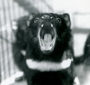 Un diable de Tasmanie au zoo de Londres, septembre 1914 - Frederick William Bond